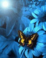 pic for Blue Butterfly